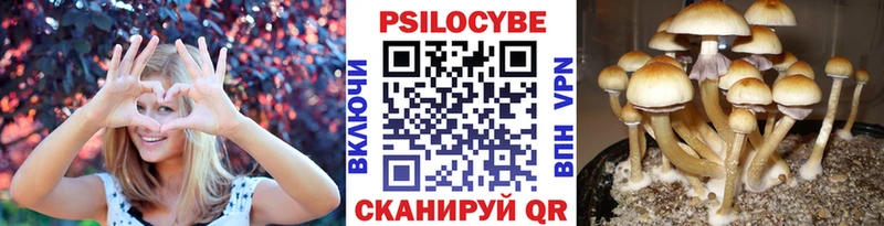 купить   Дербент  Галлюциногенные грибы GOLDEN TEACHER 